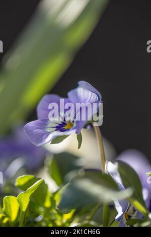 Closeup of a delightful and tender viola flower in spring in mystical light. Stock Photo