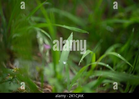 Closeup of water drops on a blade of grass. Stock Photo