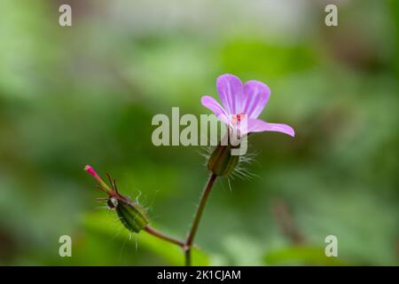 Closeup of a delightful and tender pink upright cranesbill flower in mystical light. Stock Photo