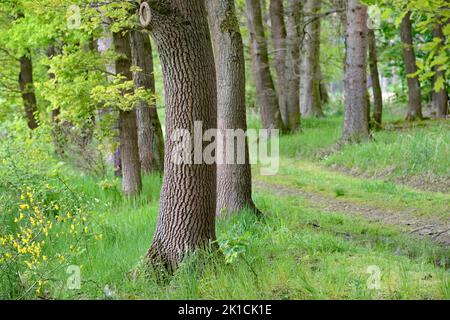 Oak tree (Quercus), trunk with prominent bark, tree bark, deciduous forest, North Rhine-Westphalia, Germany Stock Photo