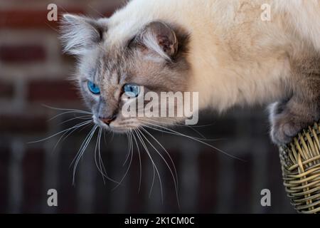 Portrait of a male Siberian-Birman cat sitting on a wicker chair before a brick wall Stock Photo