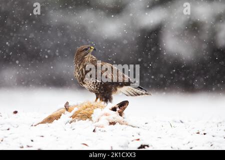 Common buzzard feeding on a dead fox in winter during snowfall Stock Photo