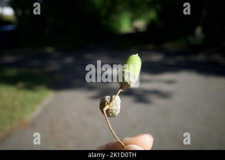 An oak acorn, also known as oaknut. Stock Photo