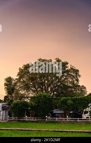 Beautiful large tree growth with colorful sky in the sunset Stock Photo