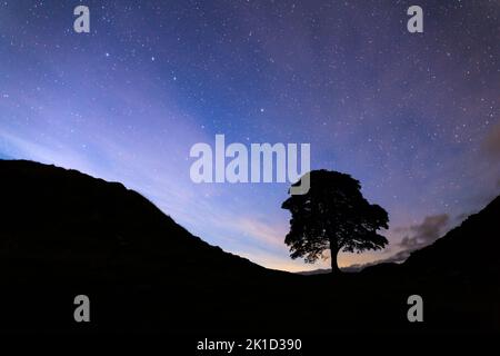 Sycamore Gap on Hadrian's Wall in Northumberland, North East England, under The Big Dipper (The Plough) star constellation and a sky full of stars. Stock Photo
