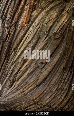 Twisted and grooved bark of an ancient sweet chestnut tree. Stock Photo