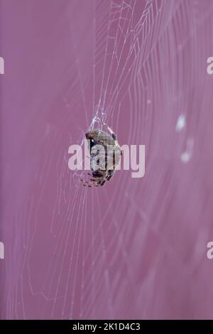 Side view of a female spotted orbweaver, Neoscona crucifera, on her web in the early morning of a late summer day. Only female orbweavers spin webs. Stock Photo