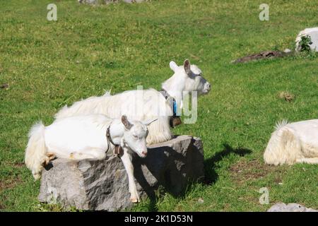 Two cute white goats are lying on a small boulder in the middle of a meadow. Stock Photo