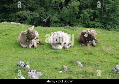 Three cows on an alp in Switzerland lie in the grass and look in the same direction. Stock Photo