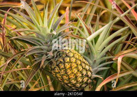 A closeup of a ripe pineapple on a plantation in Hawaii Oahu. Stock Photo