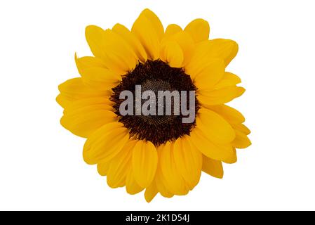 Sunflower isolated on white, clipping path Stock Photo