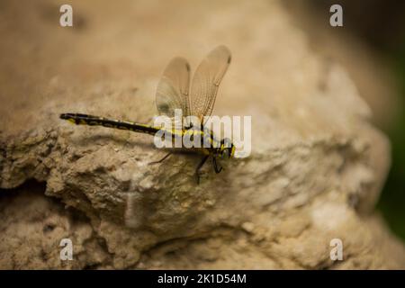 Dragonfly on rock Stock Photo