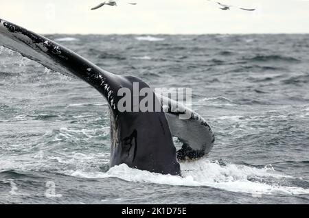 Huge tail of a rare Humpback Whale as it dives off the coast of the Isles of Mull & Iona in the Inner Hebrides of Scotland Stock Photo