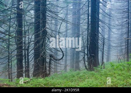 Misty rainy forest. Blue tree silhouettes in the rainy forest Stock Photo