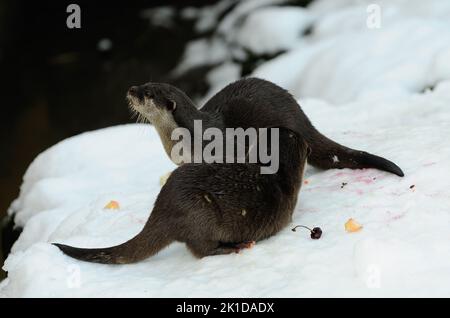 A closeup of two Asian small-clawed otters, Aonyx cinereus, in the snow Stock Photo