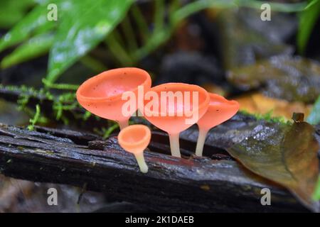 Pink Champagne mushrooms, Cookeina speciosa, Pink Red burn cup mushroom, mycelium, in tropical forest of Costa Rica 2022. Central America. Stock Photo