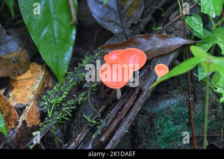 Pink Champagne mushrooms, Cookeina speciosa, Pink Red burn cup mushroom, mycelium, in tropical forest of Costa Rica 2022. Central America. Stock Photo