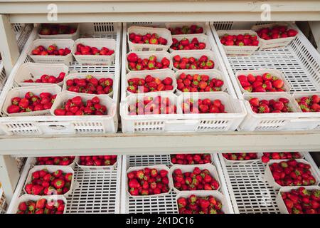 Colourful, organic, freshly picked red strawberries on display in trays at an outdoor rural country farmer's market in Scotland, UK. Stock Photo