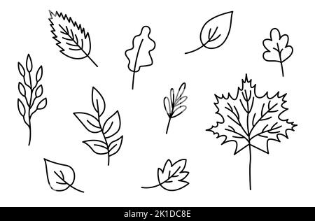 Vector art drawing collection of different popular exotic houseplant leaves  like Prayer Plant, Calathea, Pothos, Marante, Anthurium or Monstera Stock  Vector | Adobe Stock