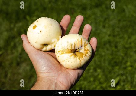 Two apples lying on a hand. Grass in background Stock Photo