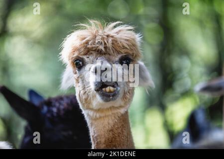 An alpaca with a comical face and protruding teeth, chewing on an acorn. Other alpacas and green trees blurred in the background. Looking at camera Stock Photo