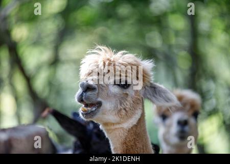 A cute young alpaca portrait with smiling face and protruding teeth. Other alpacas and green trees blurred in the background Stock Photo