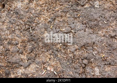 Melted dirt on the side of the road. Dirty snowy spring background. Texture of old and dirty snow. natural background. Snow mixed with mud, bad ecolog Stock Photo