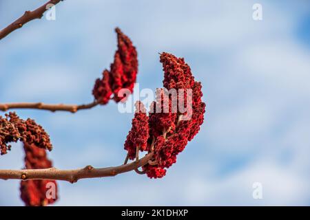 Staghorn sumac branch with seeds against blue sky - Latin name - Rhus typhina Stock Photo