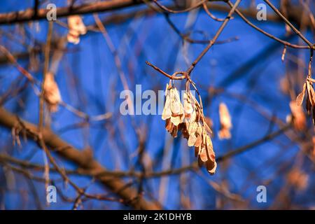 Amur maple branches with dry seeds and buds against blue sky - Latin name - Acer tataricum subsp. Ginnala Stock Photo