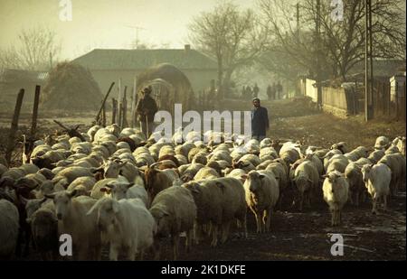 Tulcea County, Romania, approx. 2002. Herd of goats and sheep on a village lane. Stock Photo