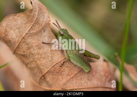 A green-striped grasshopper nymph / immature (Chortophaga viridifasciata) resting on a brown leaf, Indiana, United States Stock Photo