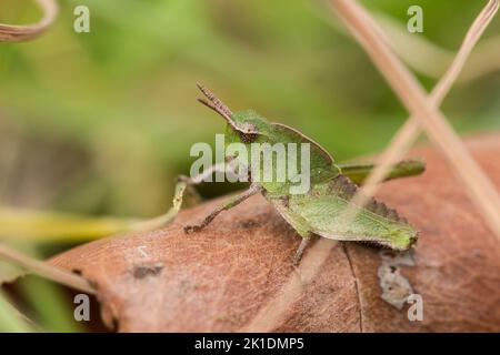 Macro / Closeup of a green-striped grasshopper nymph / immature (Chortophaga viridifasciata) on a brown leaf, Indiana, United States Stock Photo