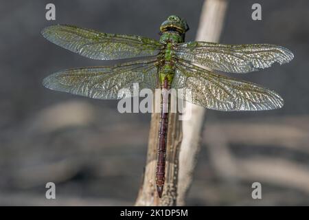 A common green darner (Anax junius) next to a pond in California. Stock Photo