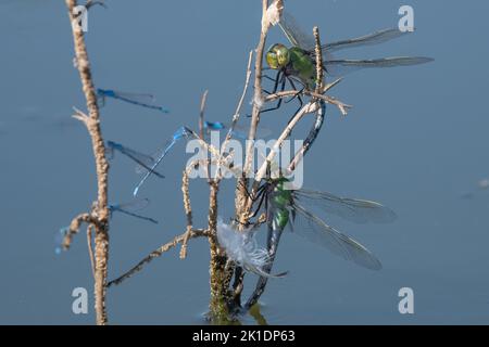 bluet damselflies and common green darner (Anax junius) mating on a twig in a pond in California, USA. Stock Photo