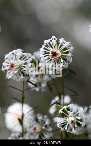 White flowers of Australian native Slender Rice Flower, Pimelea ...