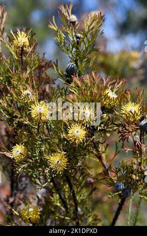 Australian native broad-leaf drumstick flowers and fruit, Isopogon anemonifolius, family Proteaceae, growing in Sydney woodland, NSW, Australia Stock Photo