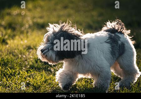 Shih Tzu walking outdoors in natural light Stock Photo