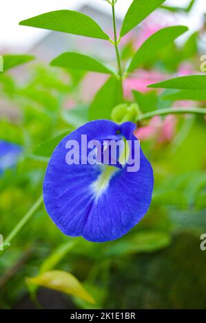 Clitoria ternatea, commonly known as Asian pigeonwings, With blured background, light bokeh background. Stock Photo