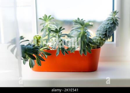 Assorted succulent plants in red flower pot on a windowsill. Decorating house windows at summer. Home flower garden. Stock Photo