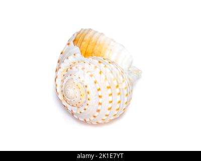 Image of seashells tonna tesselata on a white background. Undersea Animals. Sea Shells. Stock Photo