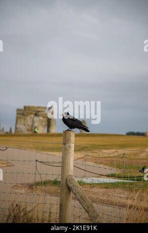 A vertical shot of a rook (Corvus frugilegus) on a wood piling near Stonehenge, UK Stock Photo