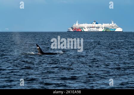 Pod of orcas breaching with ferry in the background. Stock Photo