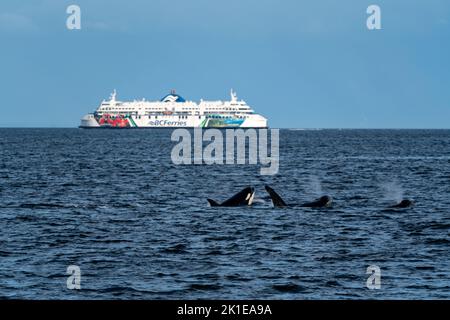 Pod of orcas breaching with ferry in the background. Stock Photo