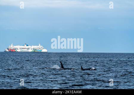 Pod of orcas breaching with ferry in the background. Stock Photo