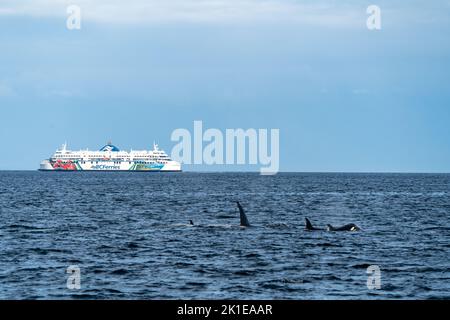 Pod of orcas breaching with ferry in the background. Stock Photo