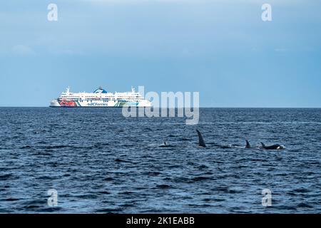 Pod of orcas breaching with ferry in the background. Stock Photo