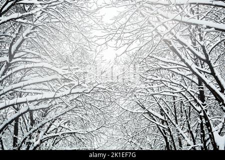Winter landscape. Branches of trees under thick layer of snow. Stock Photo
