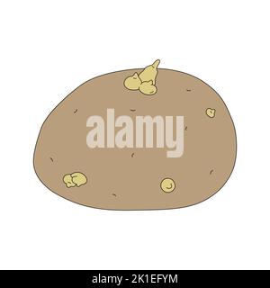 Vector illustration of potato with sprouts isolated on white background. Ripe fresh vegetable in cartoon style Stock Vector