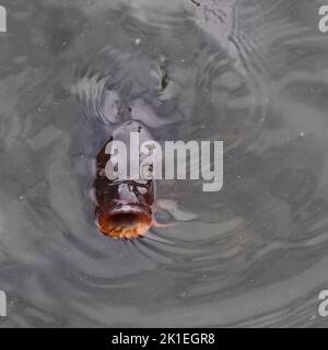 Carp showing mouth  whilst feeding in lake Stock Photo