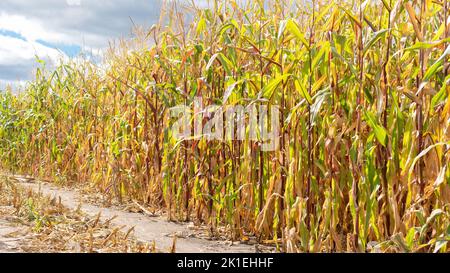 Autumn harvest of corn. Growing corn for grain and animal feed. Drought in agricultural fields as a consequence of climate change. Crop failure due to Stock Photo
